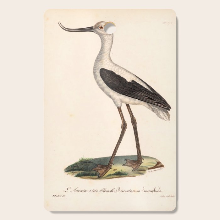 Ornithological illustration from "La Galerie de Oiseaux" ("Bird Gallery"), 1825 Cutting Board Gallery Image 1