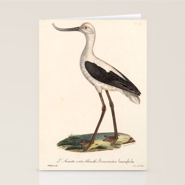 Ornithological illustration from "La Galerie de Oiseaux" ("Bird Gallery"), 1825 Stationery Card Gallery Image 1