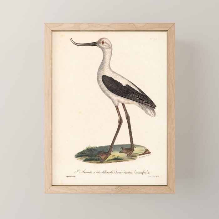 Ornithological illustration from "La Galerie de Oiseaux" ("Bird Gallery"), 1825 Mini Art Print Gallery Image 1