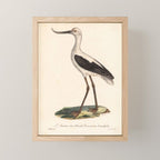 Ornithological illustration from "La Galerie de Oiseaux" ("Bird Gallery"), 1825 Mini Art Print Gallery Image 1