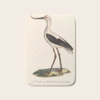 Ornithological illustration from "La Galerie de Oiseaux" ("Bird Gallery"), 1825 Bath Mat Gallery Image 1