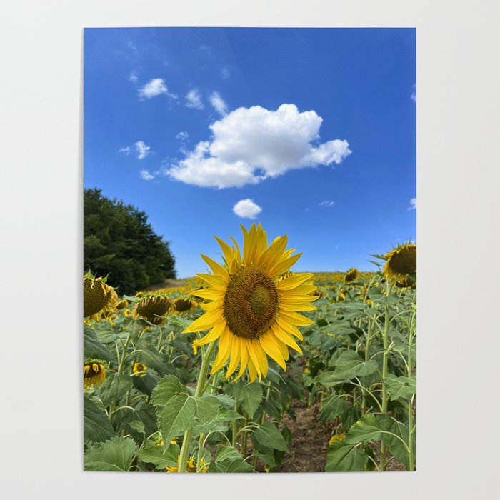 Thoughts of a Flower Poster Gallery Image 1