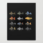 Pleco! Notebook Gallery Image 4