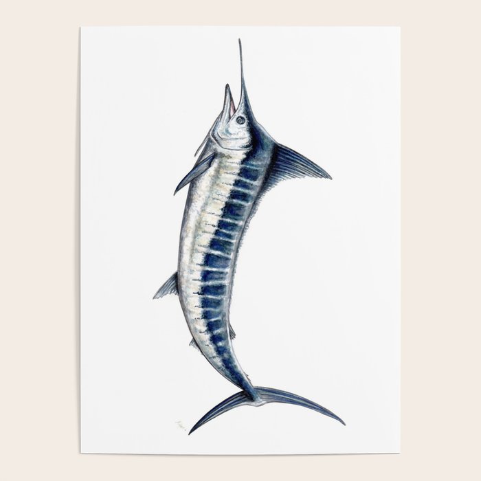 Blue Marlin (Makaira nigricans) Poster Gallery Image 4