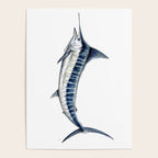 Blue Marlin (Makaira nigricans) Poster Gallery Image 4