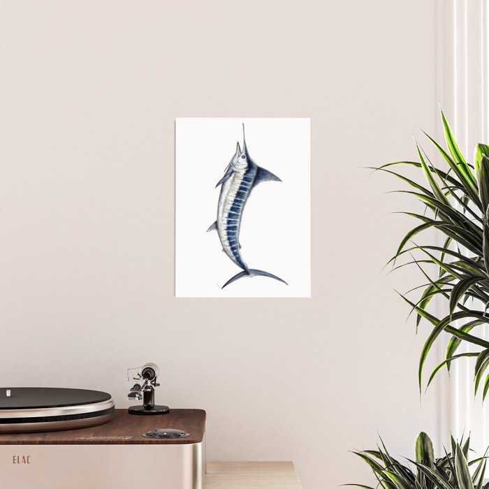 Blue Marlin (Makaira nigricans) Poster Gallery Image 2