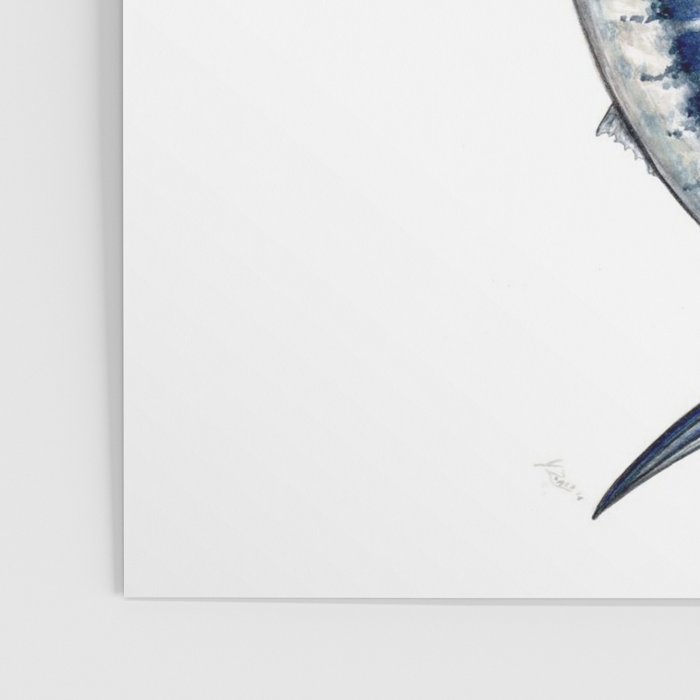 Blue Marlin (Makaira nigricans) Poster Gallery Image 3