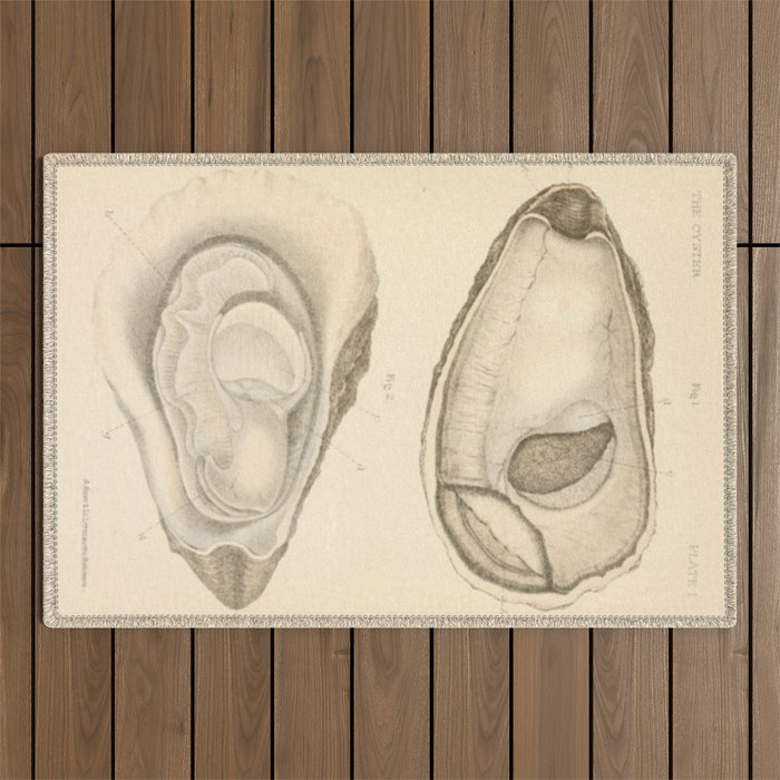 Oyster Anatomy Outdoor Rug Gallery Image 1