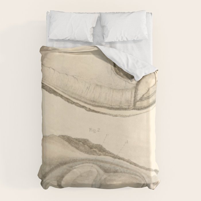 Oyster Anatomy Duvet Cover Gallery Image 6