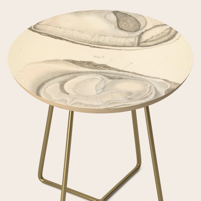 Oyster Anatomy Side Table Gallery Image 2