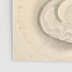 Oyster Anatomy Poster Gallery Image 3