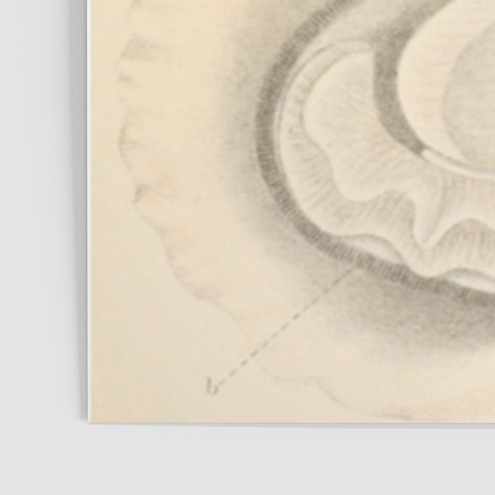 Oyster Anatomy Poster Gallery Image 3