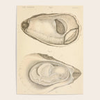 Oyster Anatomy Poster Gallery Image 4