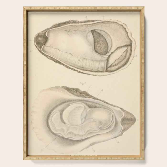 Oyster Anatomy Serving Tray Gallery Image 1