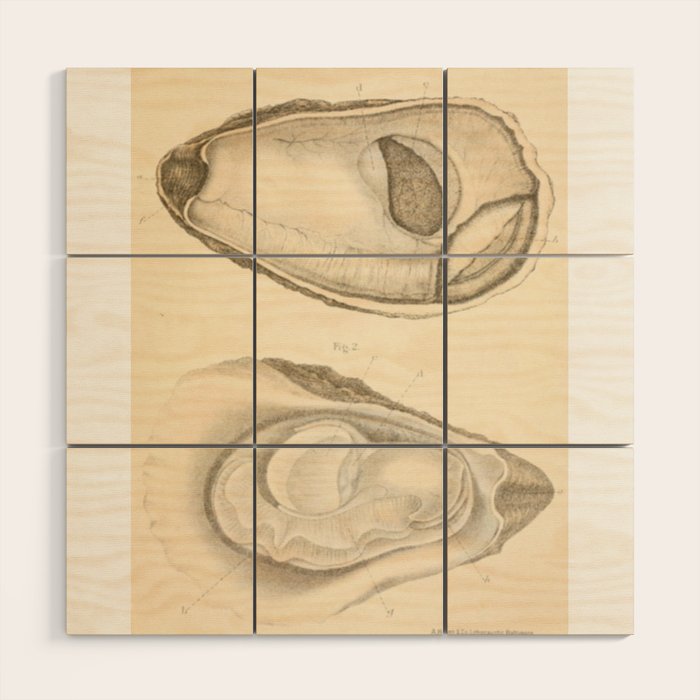 Oyster Anatomy Wood Wall Art Gallery Image 1