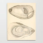 Oyster Anatomy Notebook Gallery Image 4