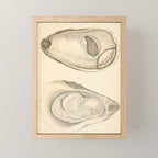 Oyster Anatomy Mini Art Print Gallery Image 1