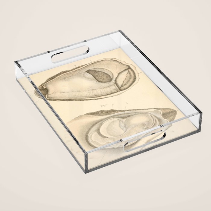 Oyster Anatomy Acrylic Tray Gallery Image 1