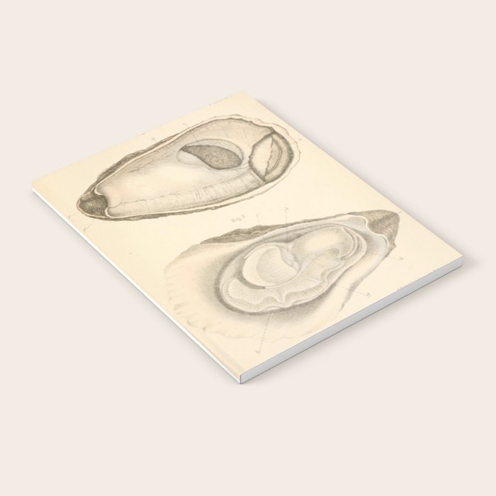 Oyster Anatomy Notebook Gallery Image 2