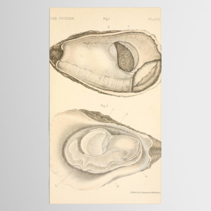 Oyster Anatomy Tablecloth Gallery Image 2