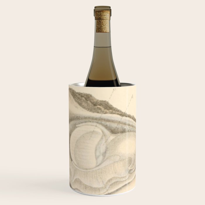 Oyster Anatomy Wine Chiller Gallery Image 1