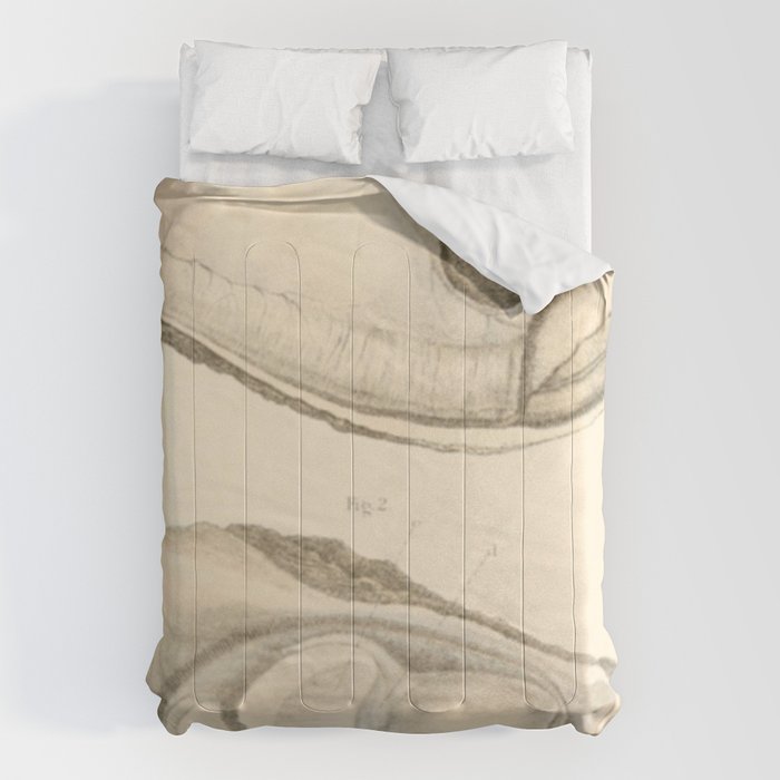 Oyster Anatomy Comforter Gallery Image 6