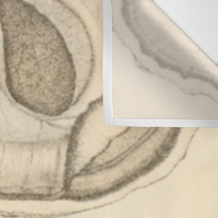 Oyster Anatomy Wall Tapestry Gallery Image 3
