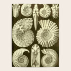 Naturalist Ammonites Poster Gallery Image 4