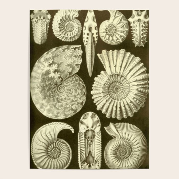 Naturalist Ammonites Poster Gallery Image 4