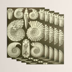 Naturalist Ammonites Wrapping Paper Gallery Image 3