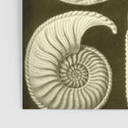 Naturalist Ammonites Poster Gallery Image 3