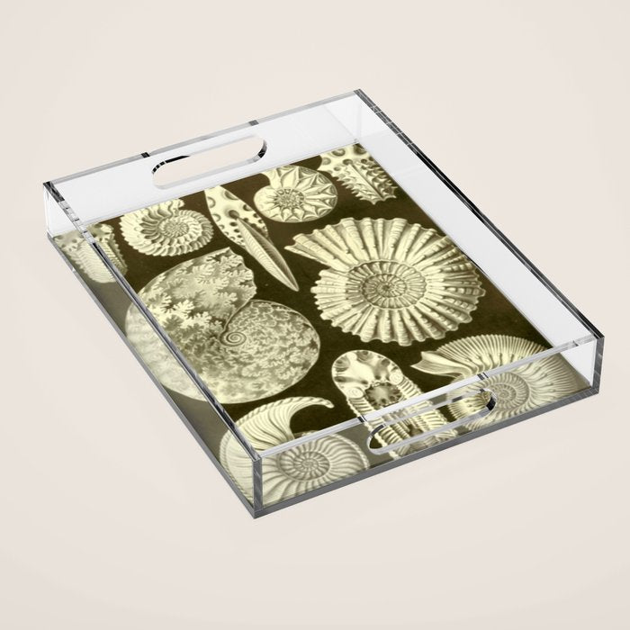 Naturalist Ammonites Acrylic Tray Gallery Image 1
