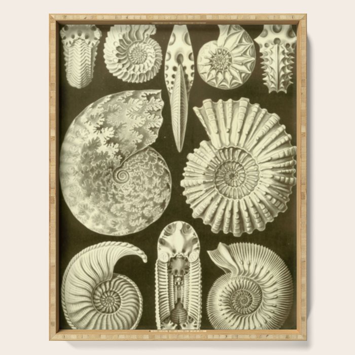 Naturalist Ammonites Serving Tray Gallery Image 1