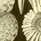 Naturalist Ammonites Coffee Mug Gallery Image 2