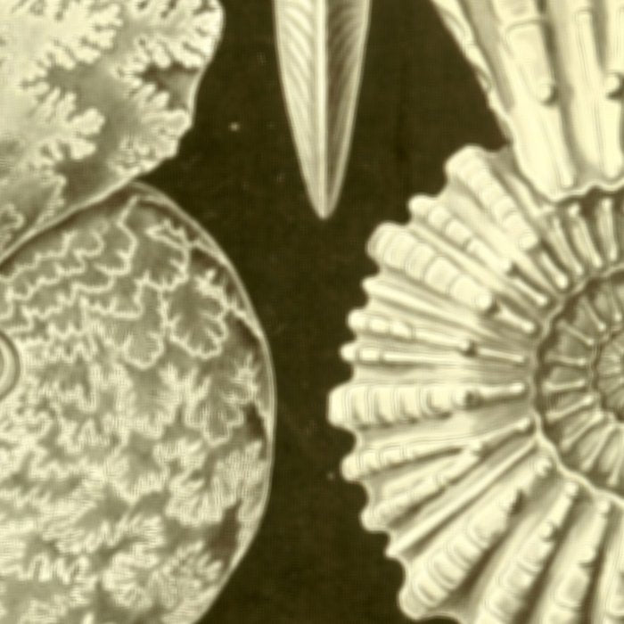Naturalist Ammonites Coffee Mug Gallery Image 2