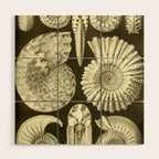 Naturalist Ammonites Wood Wall Art Gallery Image 1