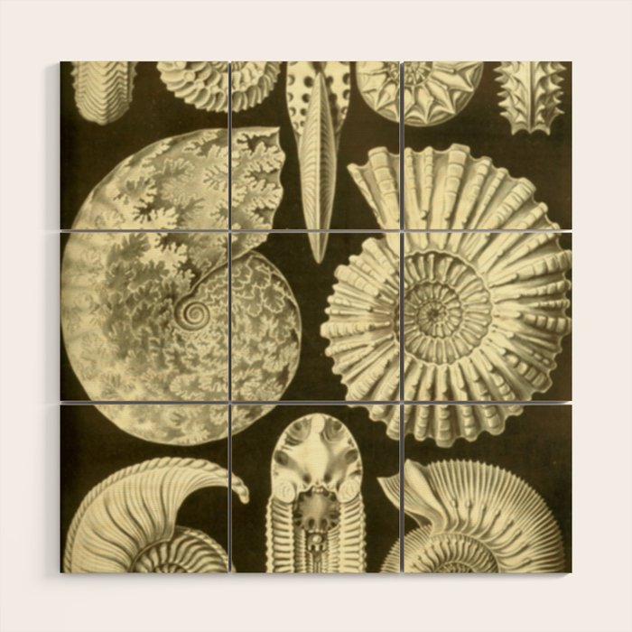 Naturalist Ammonites Wood Wall Art Gallery Image 1
