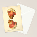 Devil's bolete mushroom (Rubroboletus satanas) from from "Atlas des Champignons Comestibles et Vénéneux," 1891. Stationery Card Gallery Image 2