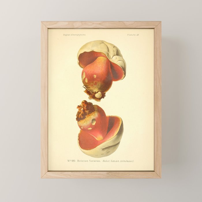 Devil's bolete mushroom (Rubroboletus satanas) from from "Atlas des Champignons Comestibles et Vénéneux," 1891. Mini Art Print Gallery Image 1