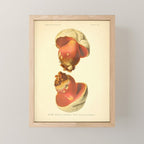 Devil's bolete mushroom (Rubroboletus satanas) from from "Atlas des Champignons Comestibles et Vénéneux," 1891. Mini Art Print Gallery Image 1