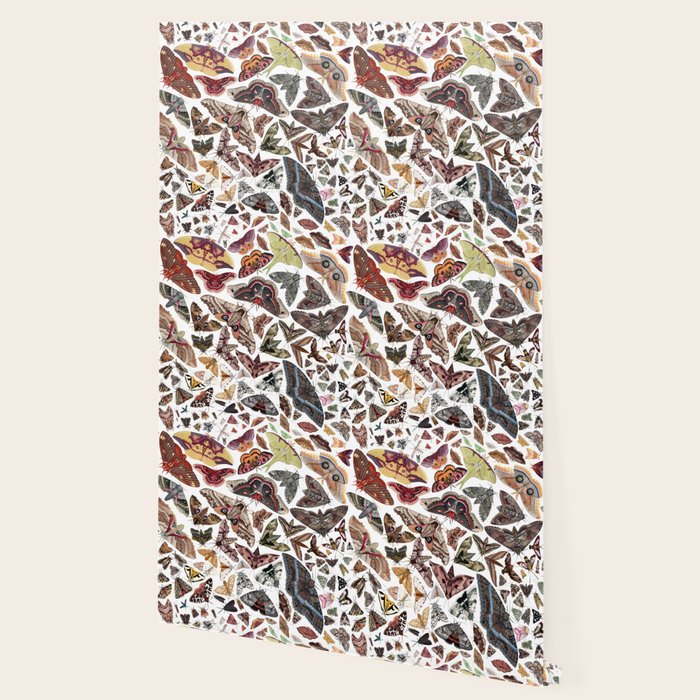 Moths of North America Pattern Wallpaper Gallery Image 2