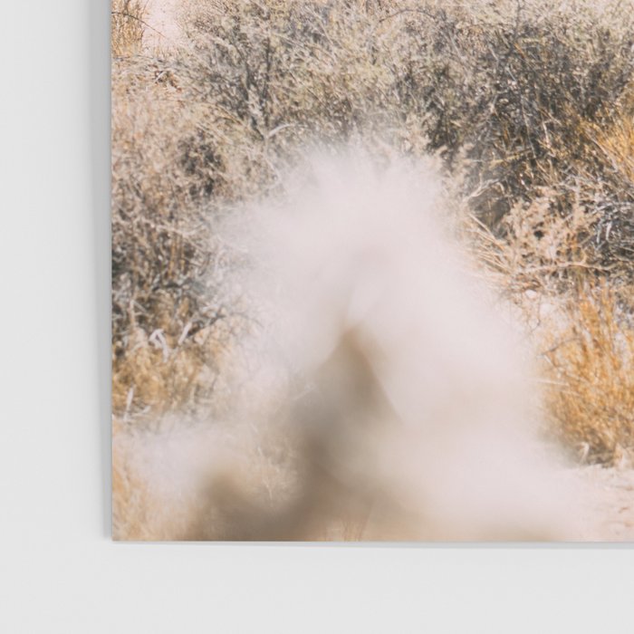 Joshua Tree National Park - California Boho Desert Photo in Neutral Poster Gallery Image 3