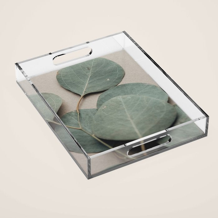 Eucalyptus x botanical leaf photograph green houseplant Acrylic Tray Gallery Image 1