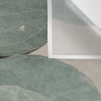 Eucalyptus x botanical leaf photograph green houseplant Wall Tapestry Gallery Image 3