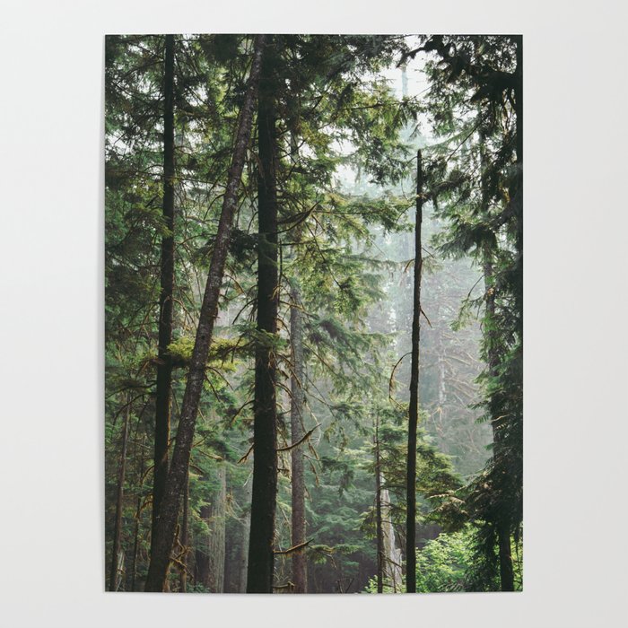 Forest VIII Poster Gallery Image 4