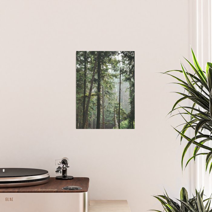 Forest VIII Poster Gallery Image 2