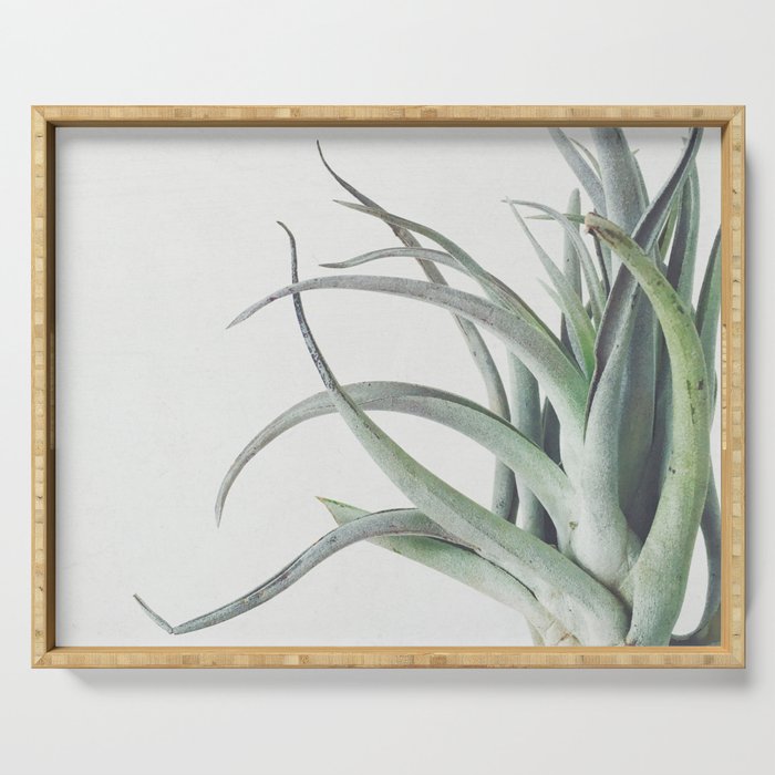 Air Plant II Serving Tray Gallery Image 1