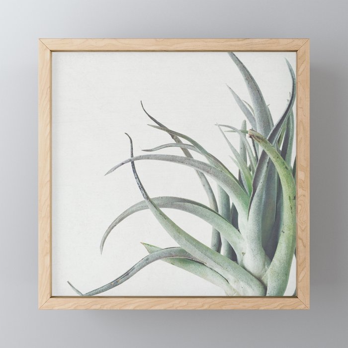 Air Plant II Mini Art Print Gallery Image 1