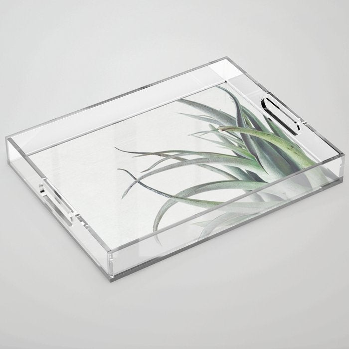 Air Plant II Acrylic Tray Gallery Image 1