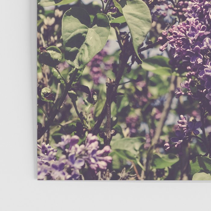 Wild Lilacs - spring floral nature photograph Poster Gallery Image 3